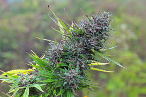bigstock Marijuana bud 66490735 300x199 - Is Marijuana Legal In Atlantic City?