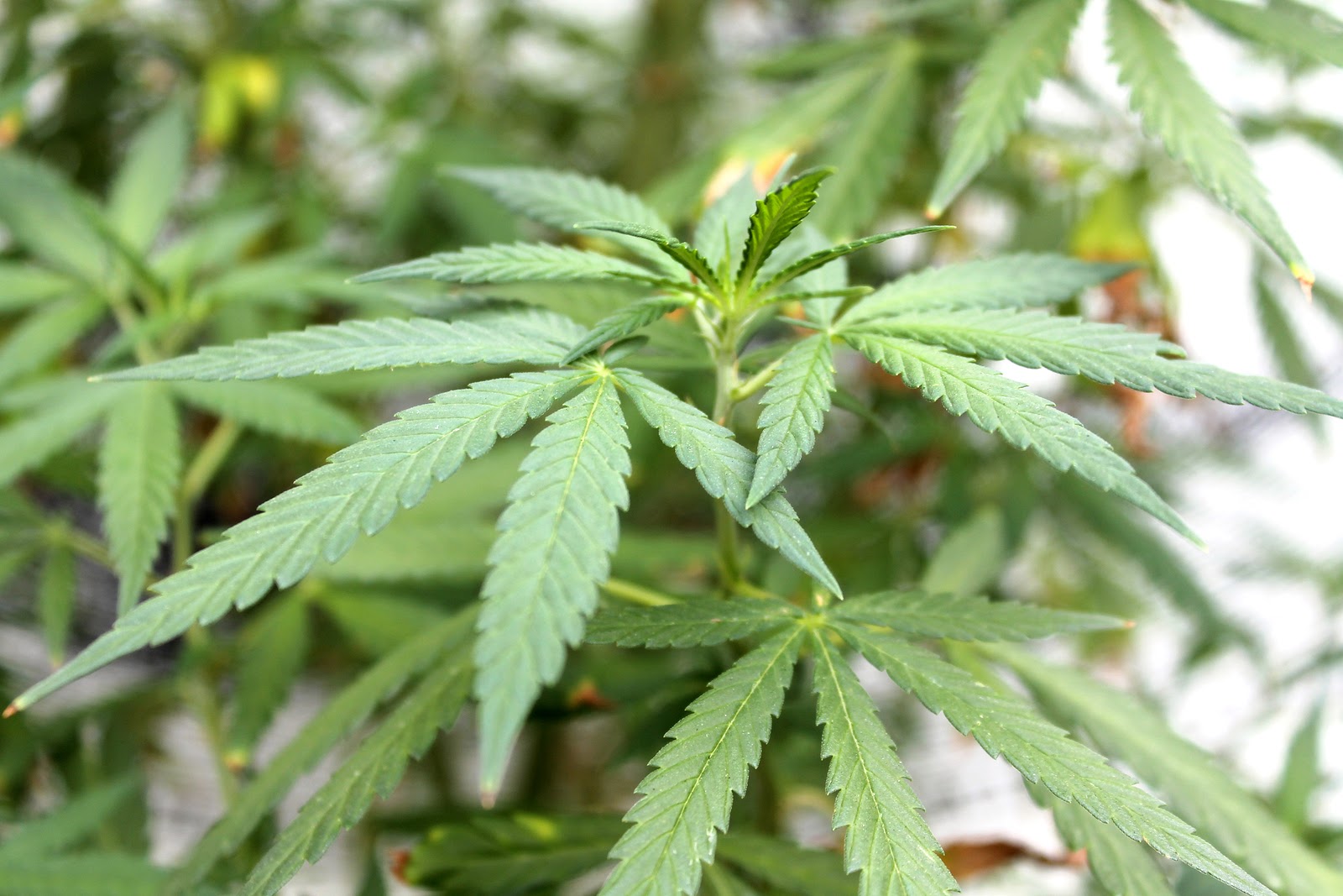 Atlantic City Marijuana First Offense Lawyers Atlantic City Marijuana First Offense Lawyers