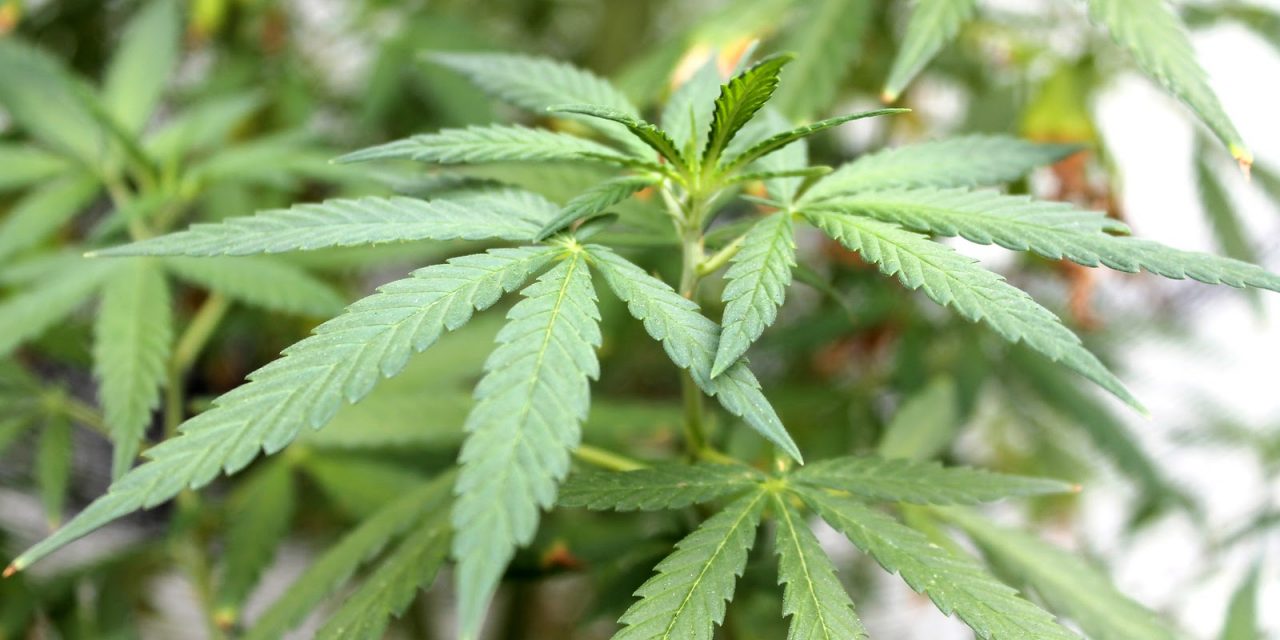 What are the Penalties for Marijuana DWI in Atlantic City?
