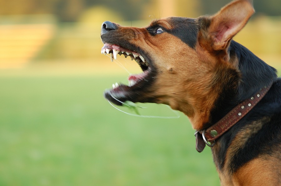 bigstock Angry Dog With Bared Teeth 6826784 - Man Shoots and Kills a Dog but is not Charged – Why?